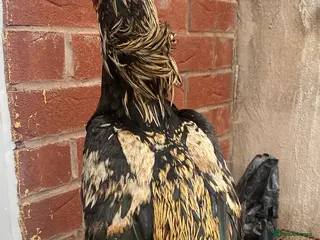 Chickens poultry Pure aseel - Advert 13