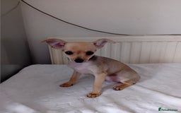 Miniature Pinscher dogs for sale: Mini pinscher for sele  - Image 18