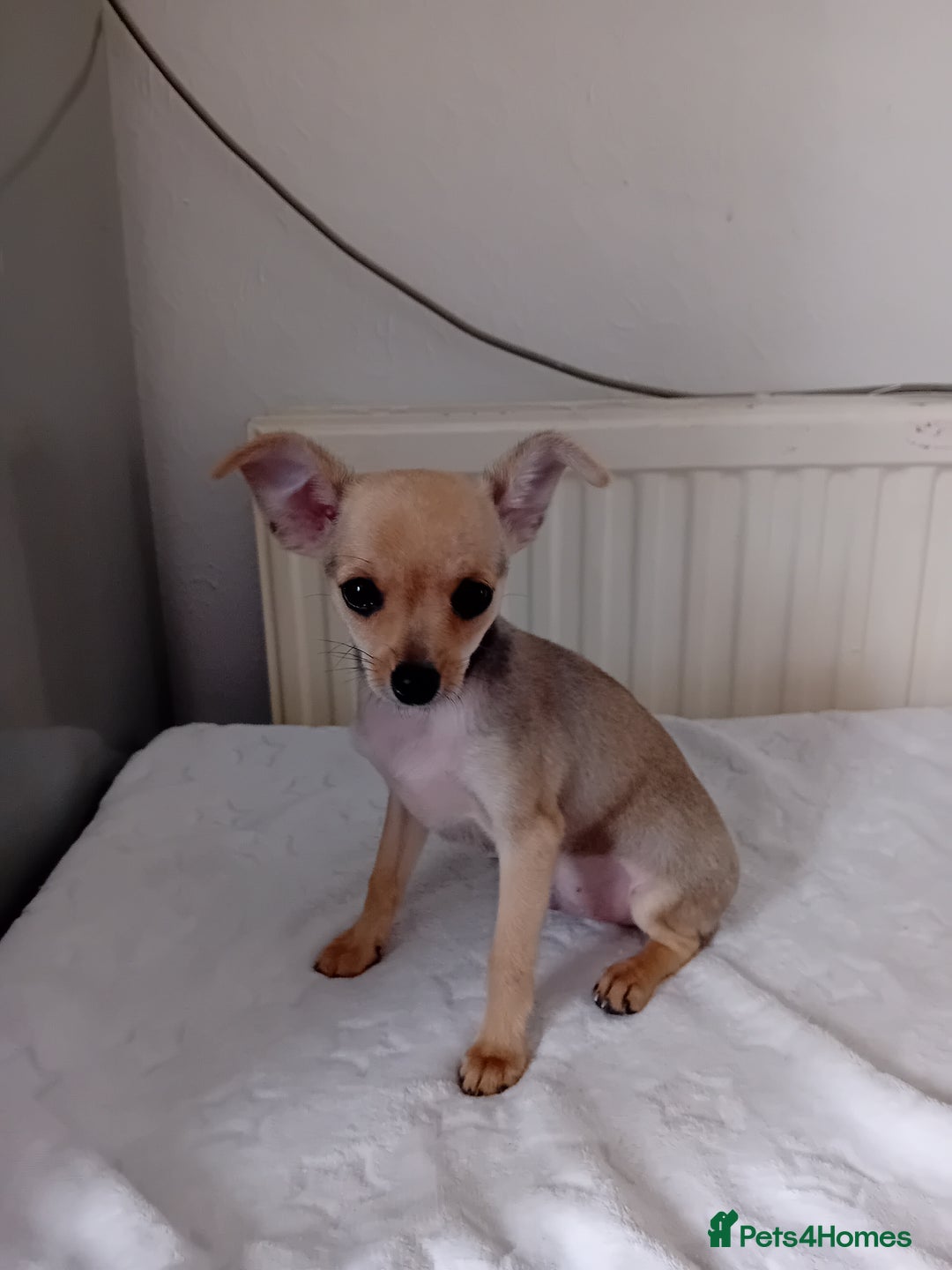 Miniature Pinscher dogs for sale: Mini pinscher for sele  - Image 18