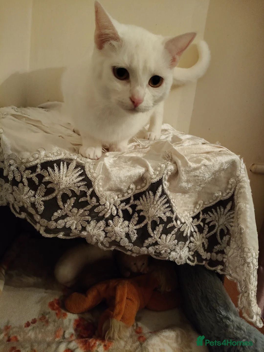 European cats for sale: Adorable Little Kittens  - Advert 1