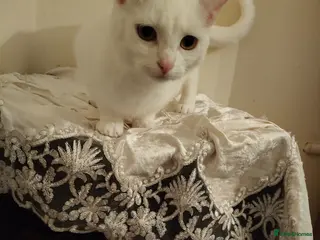 European cats Adorable Little Kittens - Advert 17