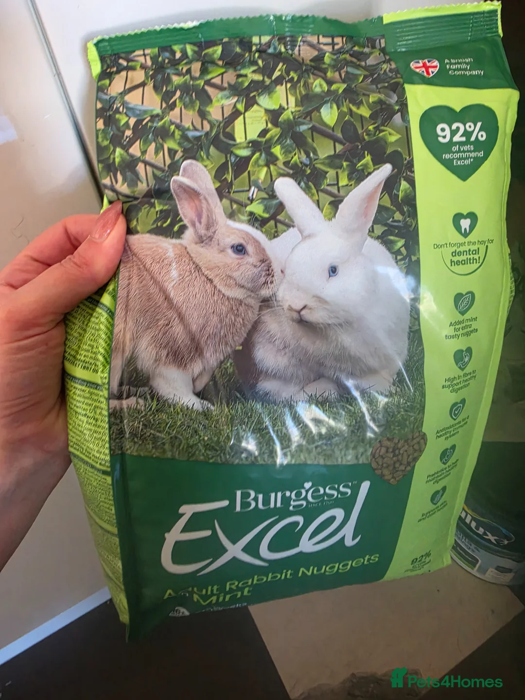 Mini Lop rabbits for sale: 2 year old mini lop rabbit  in Birmingham - Advert 8