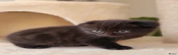 Scottish Fold cats for sale: Beautiful and healthy  Scottish fold mixed - Advert 6