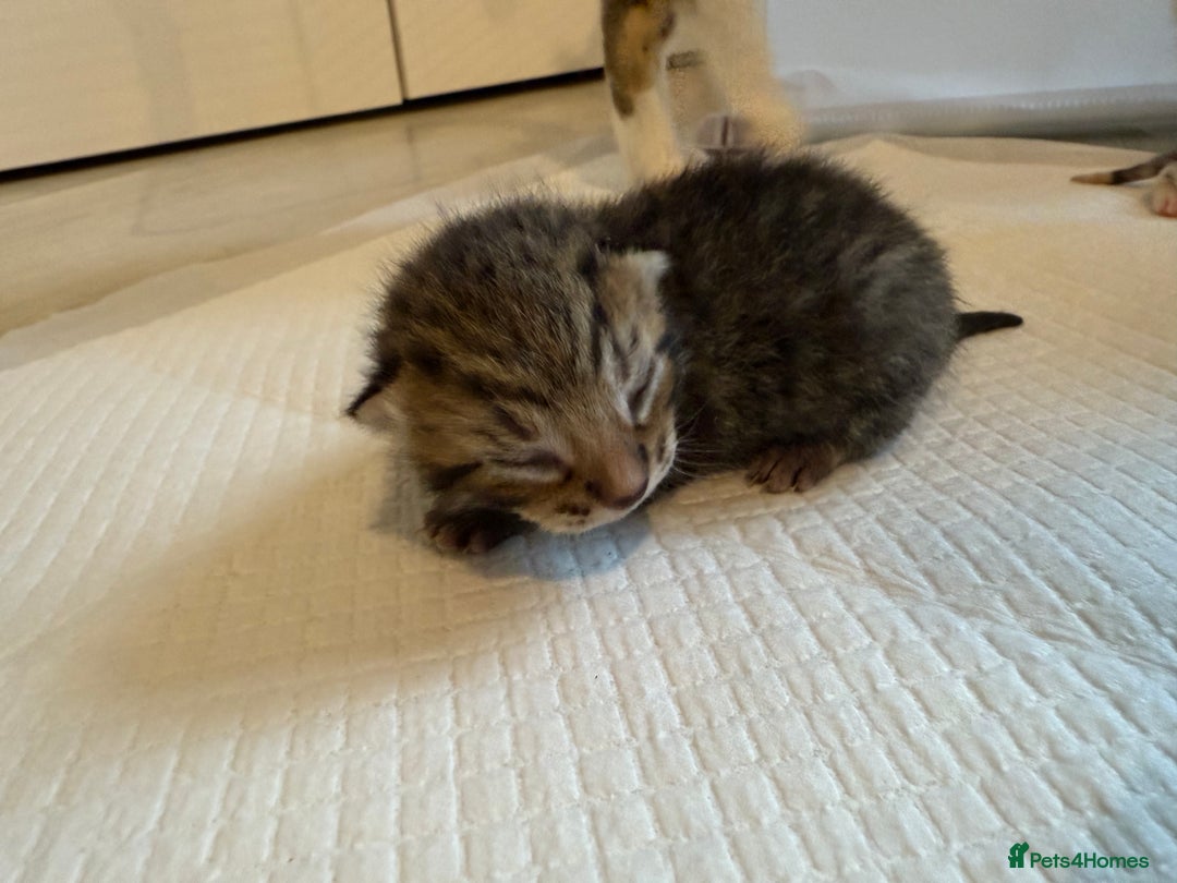 Domestic Shorthair cats for sale: 6 beautiful kittens available November - Image 9