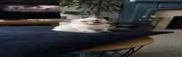 Siamese cats for sale: Siamese kittens  - Advert 12