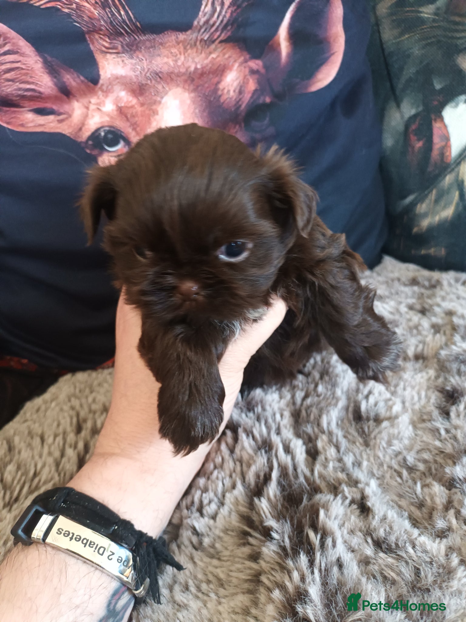 Shih Tzu dogs 1 imperial shih tzu pup - Advert 17