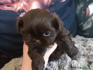 Shih Tzu dogs 1 imperial shih tzu pup - Advert 12