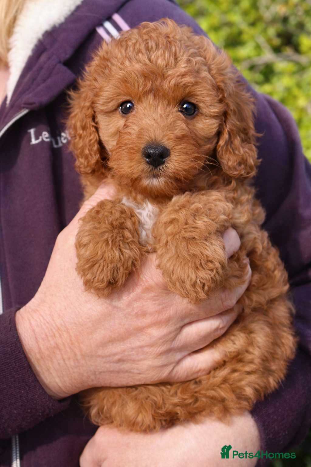 Cavapoo dogs Adorable Cavapoo pups *ready now* - Advert 2