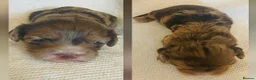 Cockapoo dogs for sale: Stunning Cockapoos - Advert 3