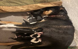 Mixed Breed dogs for sale: Beautiful Huntaway x Collie pups  - Image 13