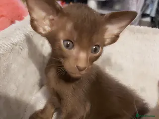 Oriental cats Full Pedigree Oriental 2 Kittens XL size ears GCCF - Advert 1