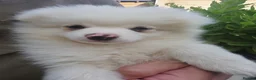 Pomeranian dogs for sale: Beautiful pomeranian  puppies ready to go - Advert 28