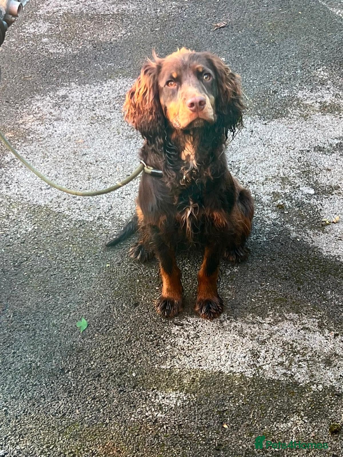 Cocker Spaniel dogs Adorable show cross cocker spaniel puppies  - Advert 2