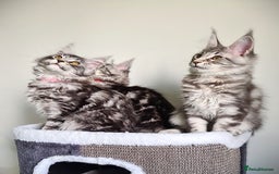 Maine Coon cats for sale: STUNNING XL PEDIGREE MAINE COON KITTENS  - Image 10