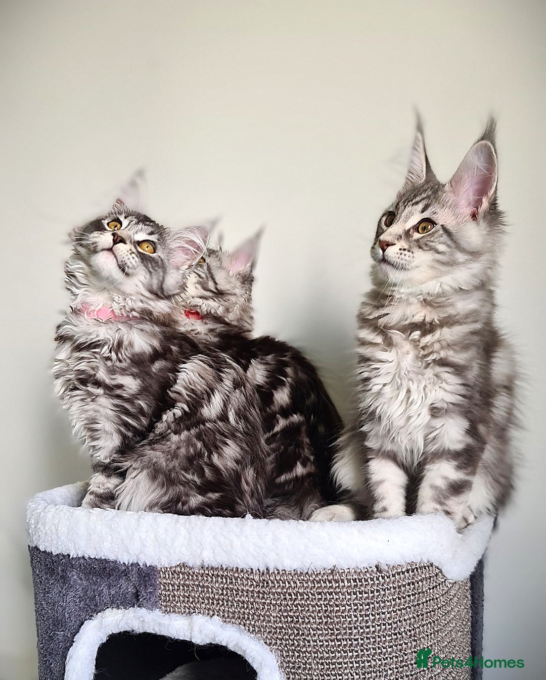Maine Coon cats for sale: STUNNING XL PEDIGREE MAINE COON KITTENS  - Image 10