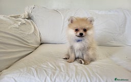 Pomeranian dogs for sale:  beautiful boy pomeranians - Image 11