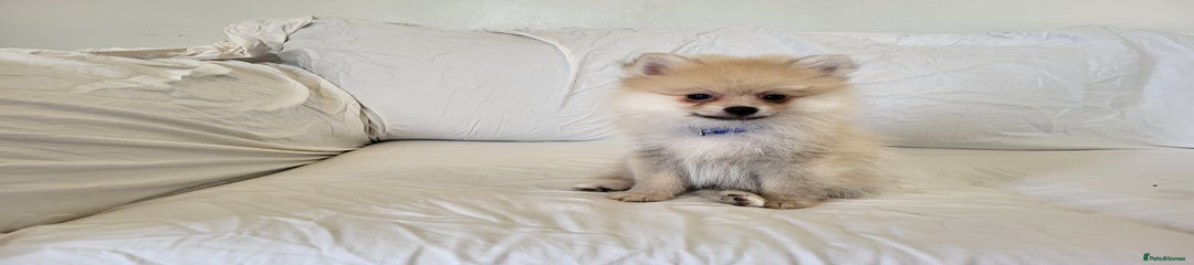 Pomeranian Puppy 2