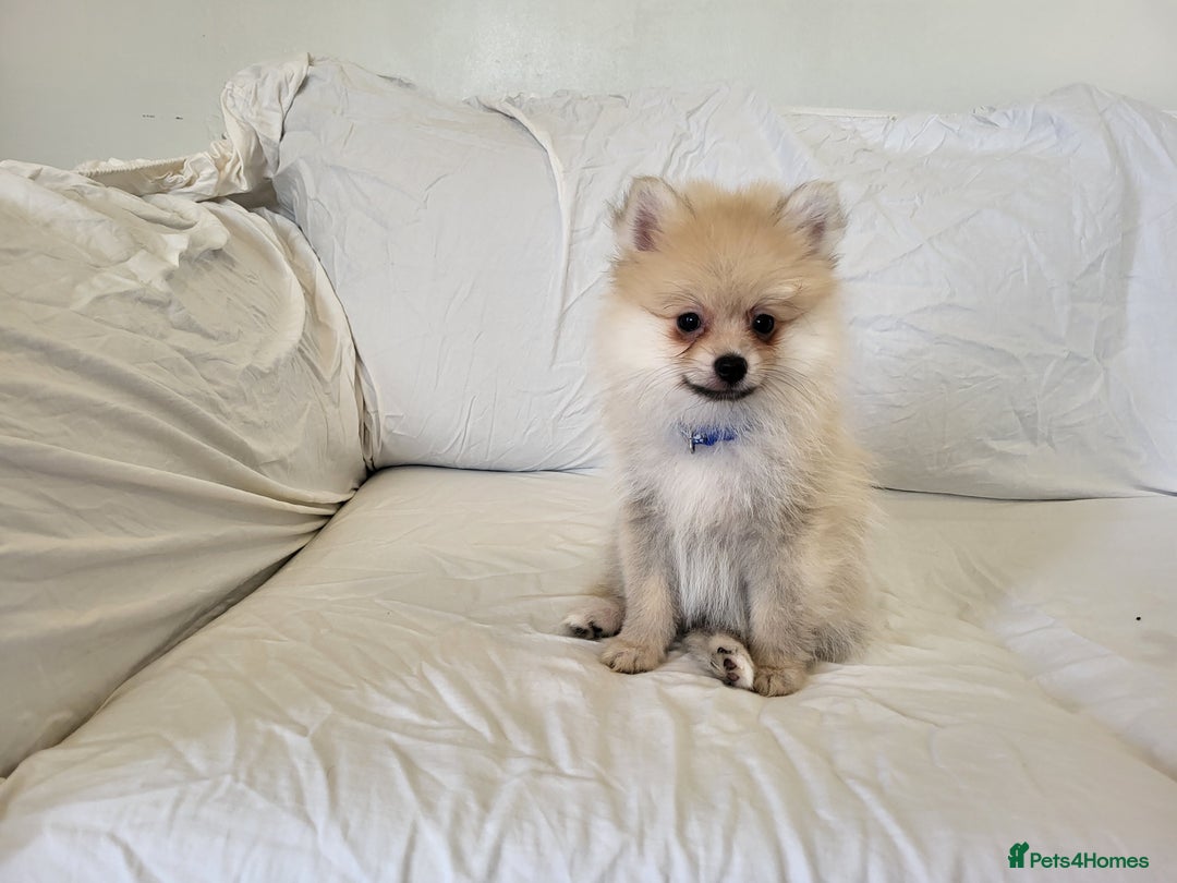 Pomeranian dogs for sale:  beautiful boy pomeranians - Image 11