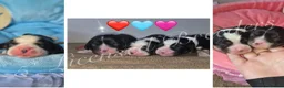 Cavalier King Charles Spaniel dogs for sale: KC CAVALIER KING CHARLES SPANIELS❤️ - Advert 10