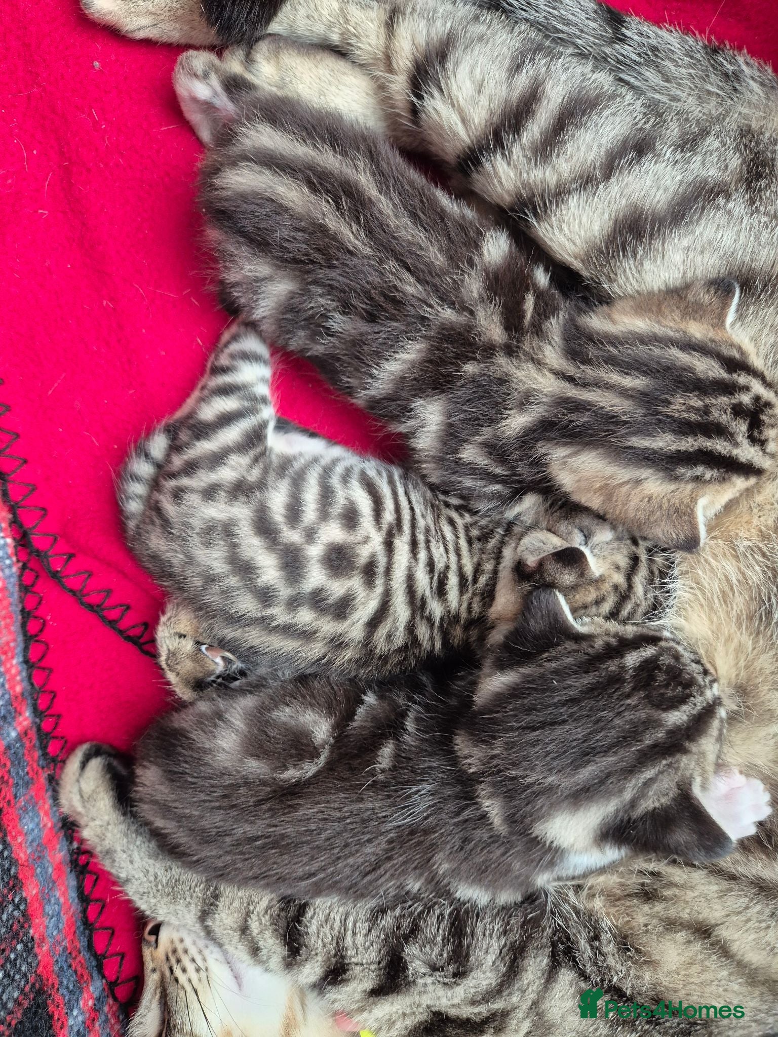 Bengal cats Beautiful bengal mixed kittens - Advert 2