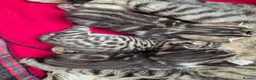 Bengal cats for sale: Beautiful bengal mixed kittens in Doncaster - Advert 1