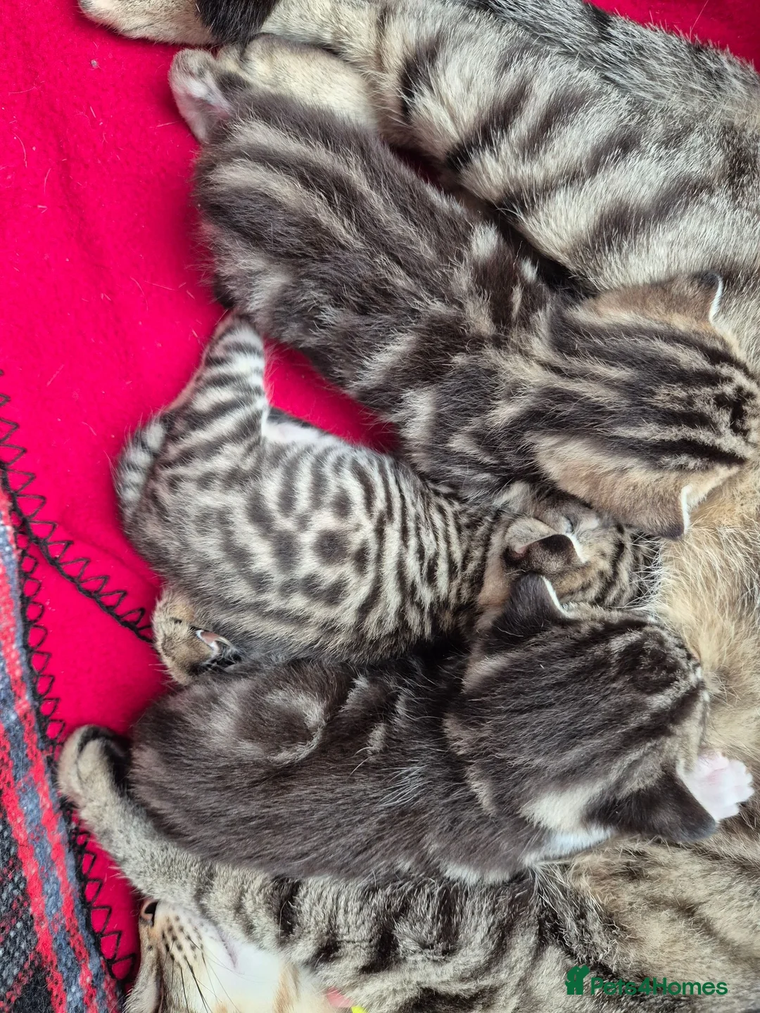 Bengal cats for sale: Beautiful bengal mixed kittens in Doncaster - Advert 1