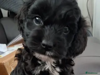 Cockapoo dogs *2 GIRLS LEFT* Beautiful miniature cockapoo pups - Advert 1