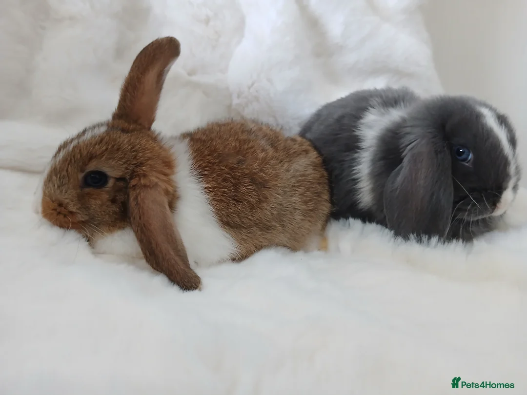 Mini Lop rabbits for sale: Baby Rabbits Mixed Litter Grey Brown Lop Eared - Advert 2