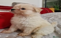 Mixed Breed dogs for sale: Poochon puppies for sale  - Image 9