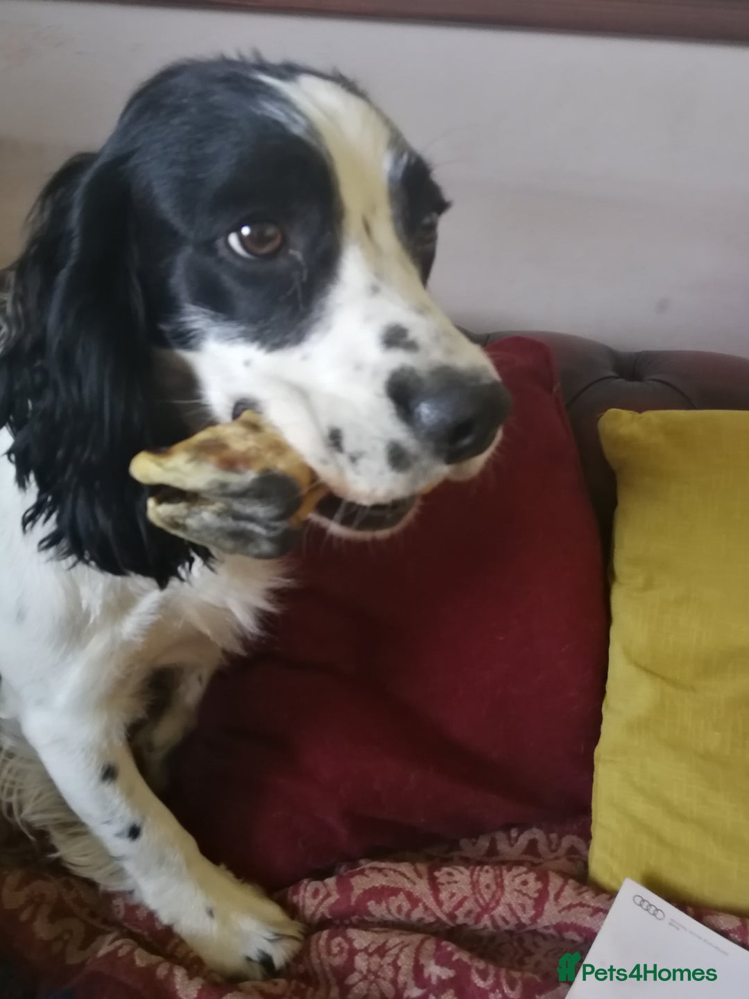 Sprocker dogs for sale: Adorable Chunky Sprocker Spaniel Pups - Image 10