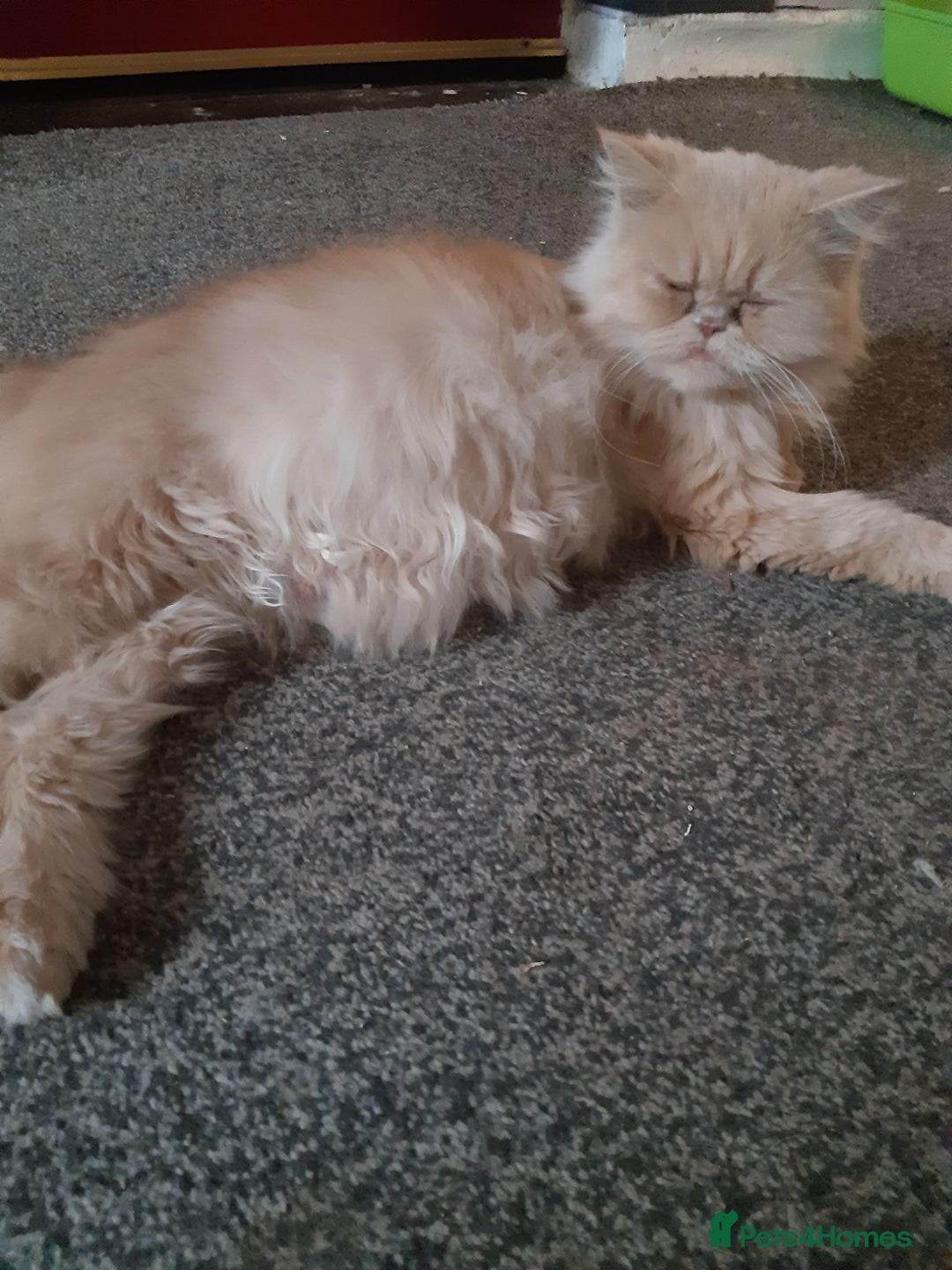 Persian cats for sale: Persian/ragdoll - Image 8