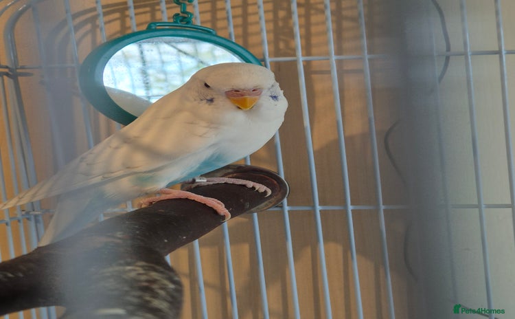 Budgerigars birds - Advert 2