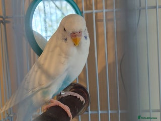 Budgerigars birds - Advert 5