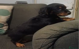 Dachshund dogs for sale: Dachshunds..Traditional Black and tan Puppies - Advert 11