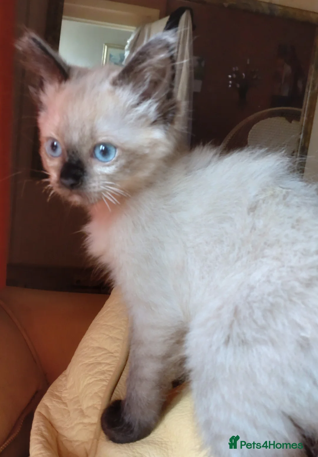 Ragdoll cats for sale: Seal point ragdoll girl  - Advert 4