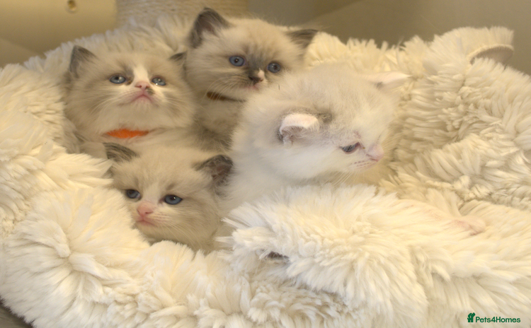 Ragdoll cats - Advert 1