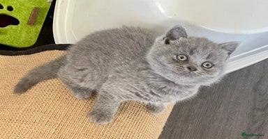 British Shorthair cats - Advert 6