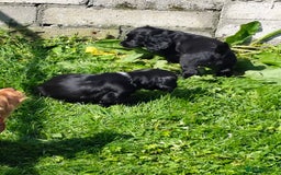 Cocker Spaniel dogs for sale: KC fully Health Tested Working Cocker Spaniels  - Image 8