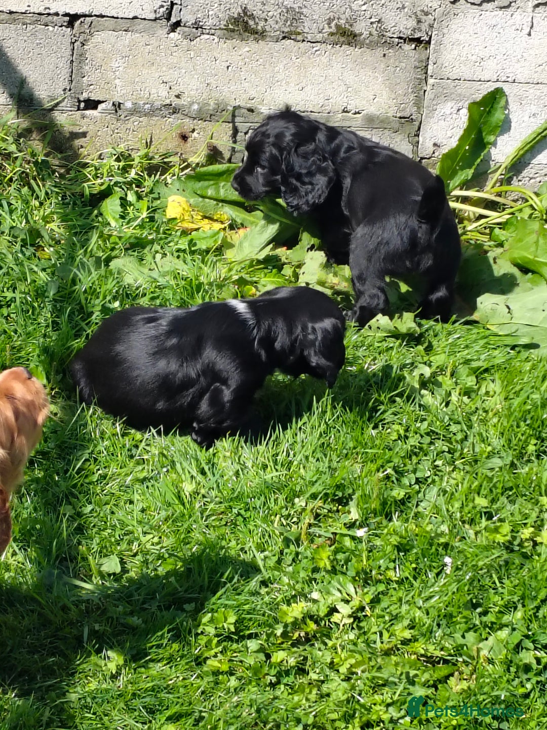 Cocker Spaniel dogs for sale: KC fully Health Tested Working Cocker Spaniels  - Image 8
