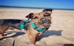 Patterjack dogs for stud: Patterjack stud - Image 13
