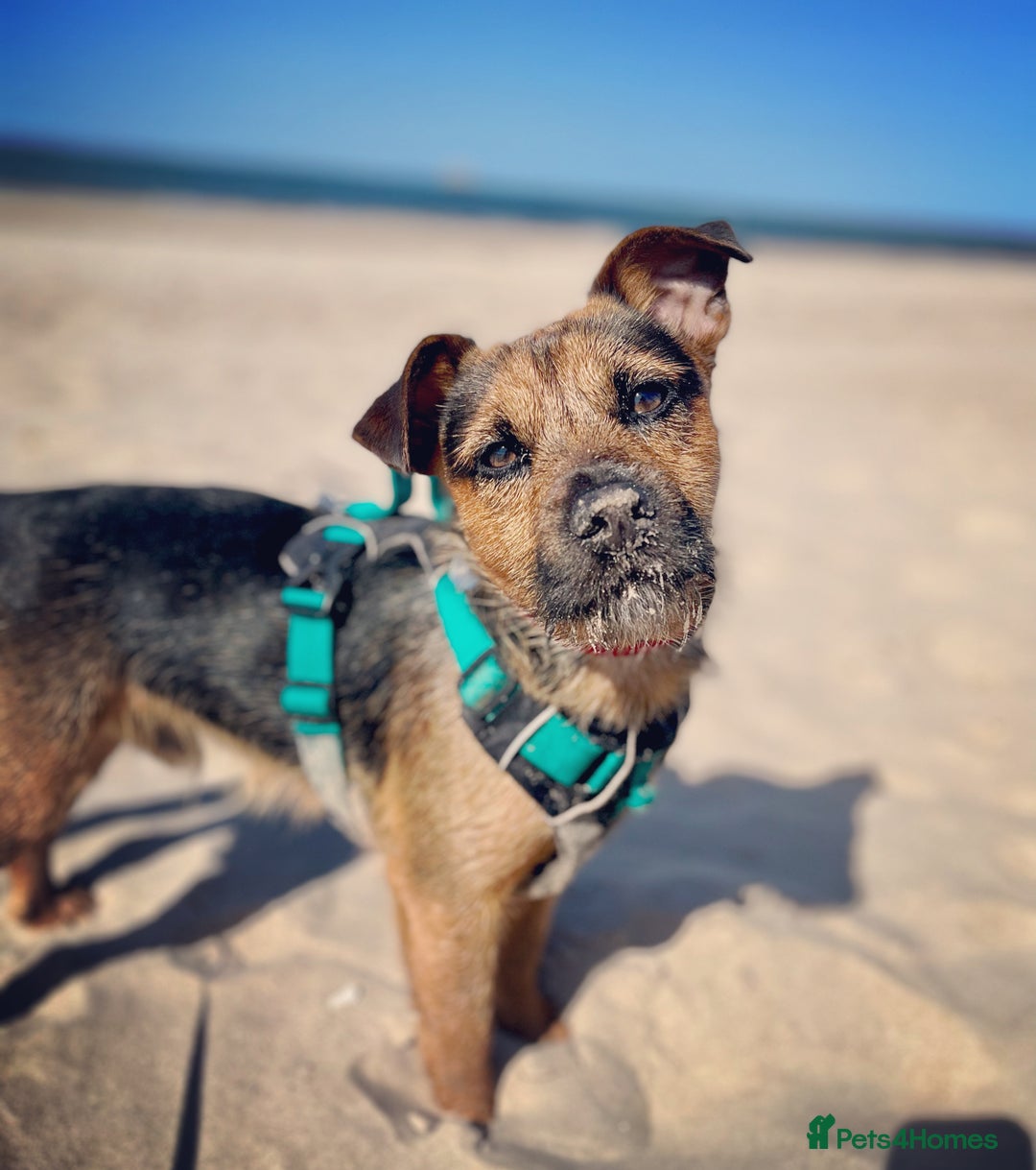 Patterjack dogs for stud: Patterjack stud - Image 13