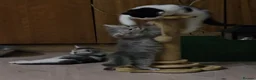 Persian cats for sale: 🐱 last kitten, heart melting Persian Kitten - Advert 7