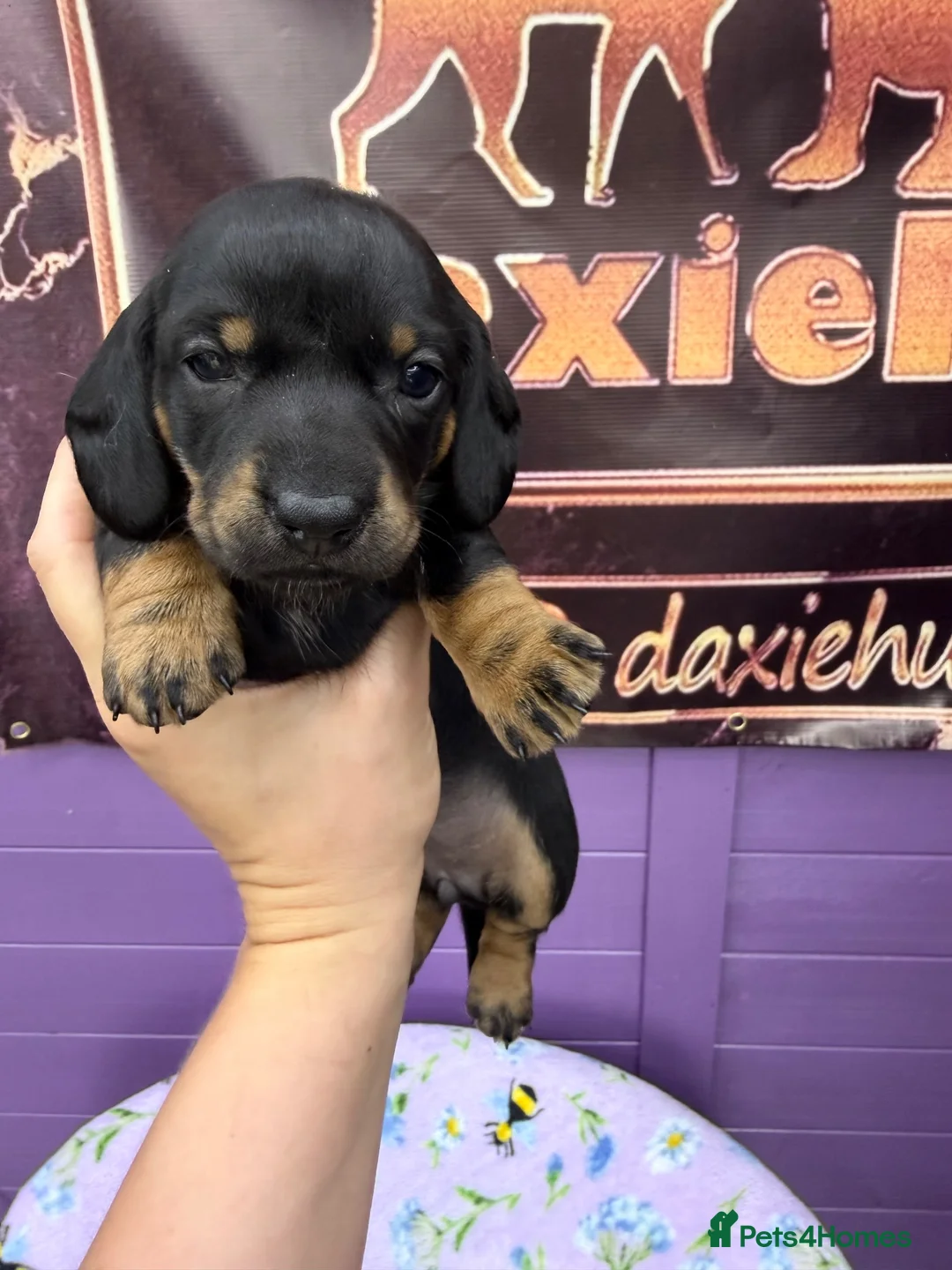 Dachshund dogs for sale: 3 adorable standard dachshund girls available  - Advert 17