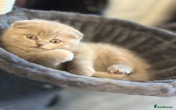 Scottish Fold cats for sale: Gorgeous Scottish kittens available  - Image 5