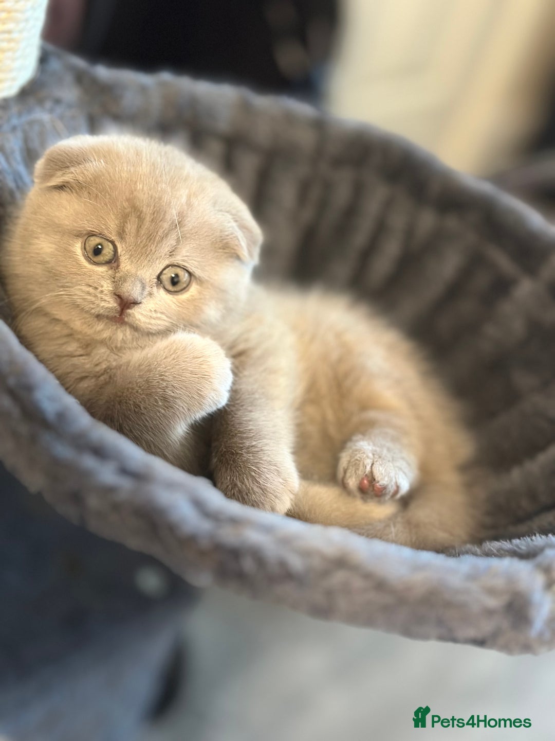 Scottish Fold cats for sale: Gorgeous Scottish kittens available  - Image 5