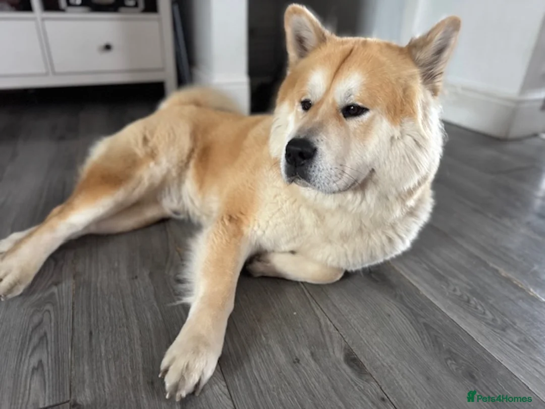 Mixed Breed dogs for sale: Bear // Chakita // Boy 2.8yrs // Blue Tounge - Advert 2