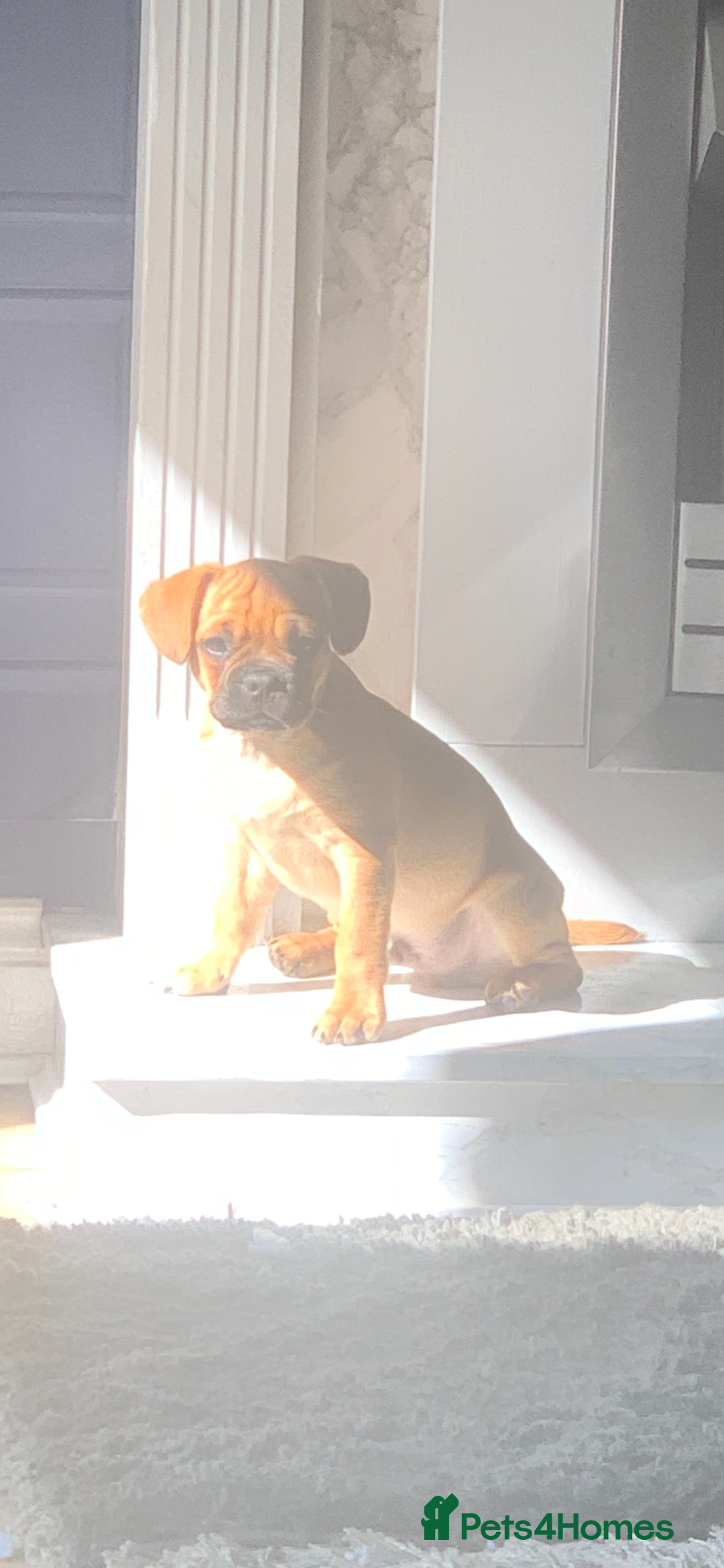 Mixed Breed dogs for sale: Beautiful frenchie cross - Image 9