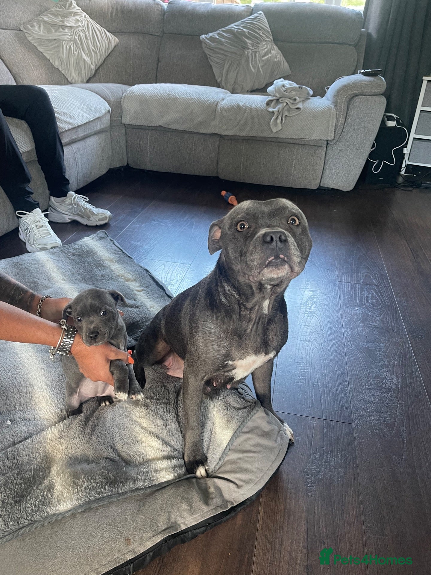 Staffordshire Bull Terrier dogs Beautiful Female Blue Staffordshire Bull Terrier  - Advert 12