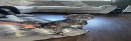 Staffordshire Bull Terrier dogs for sale: Beautiful Female Blue Staffordshire Bull Terrier  in Havant - Advert 1