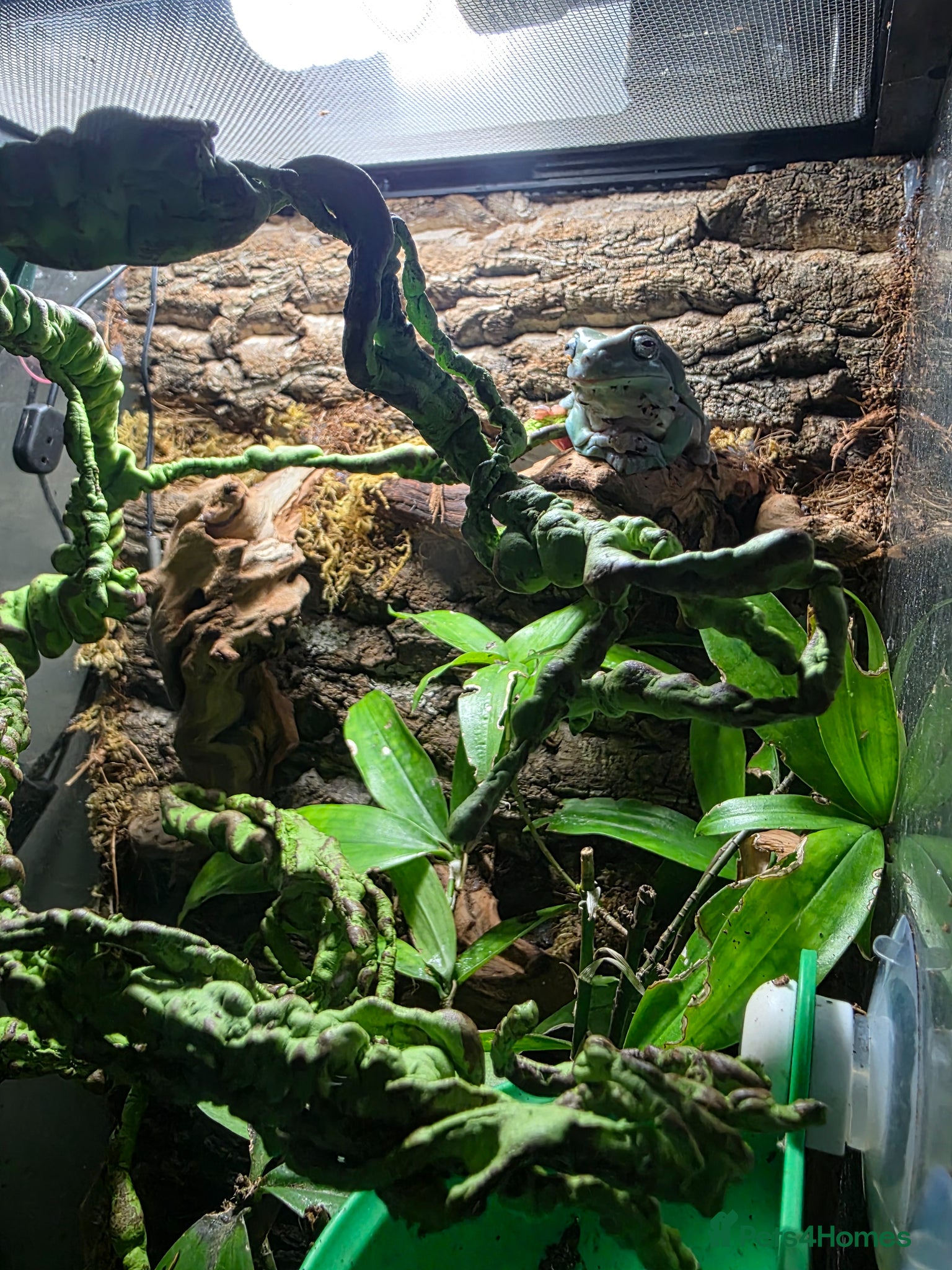 Frog reptiles for sale: Pair of Whites tree frogs & setup in Huddersfield - Advert 3